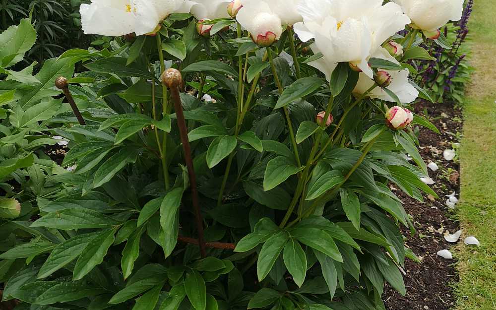 Small Peonies & Dahlias Plant Supports