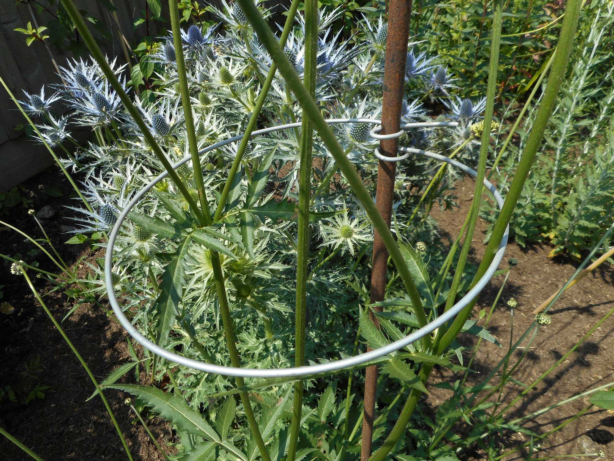 Garden Plant Supports