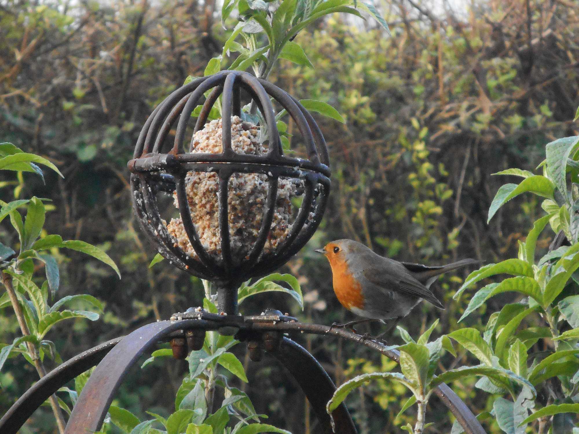 A Robin feeding out of our top basket feature