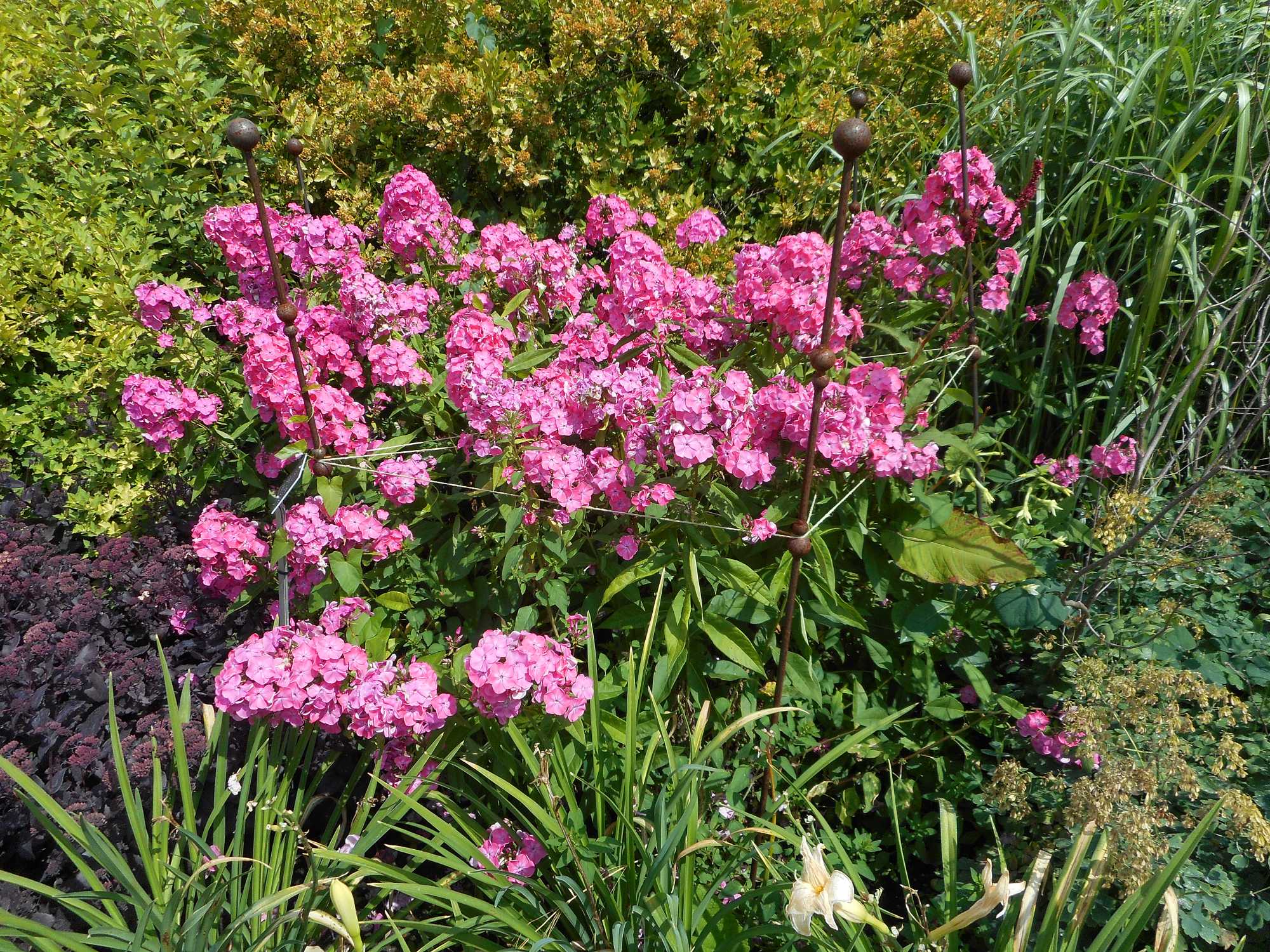 RHS Wisley