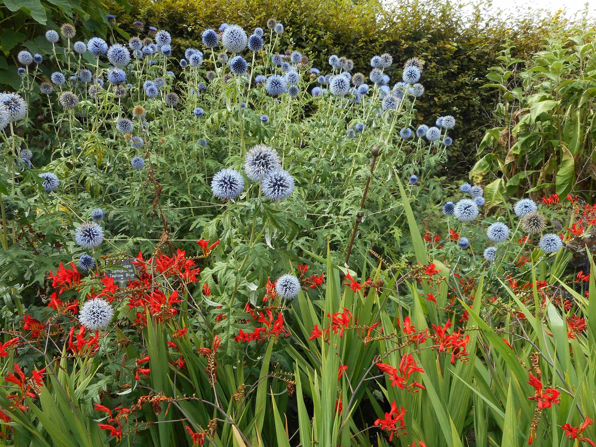 Our Plants Supports PS1 at RHS garden of Wisley