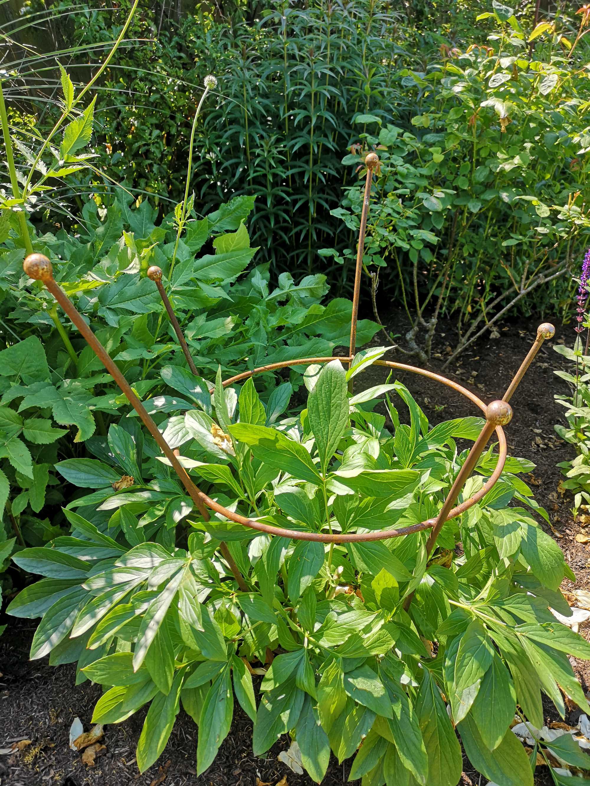 Small Peonies & Dahlias Plant Supports