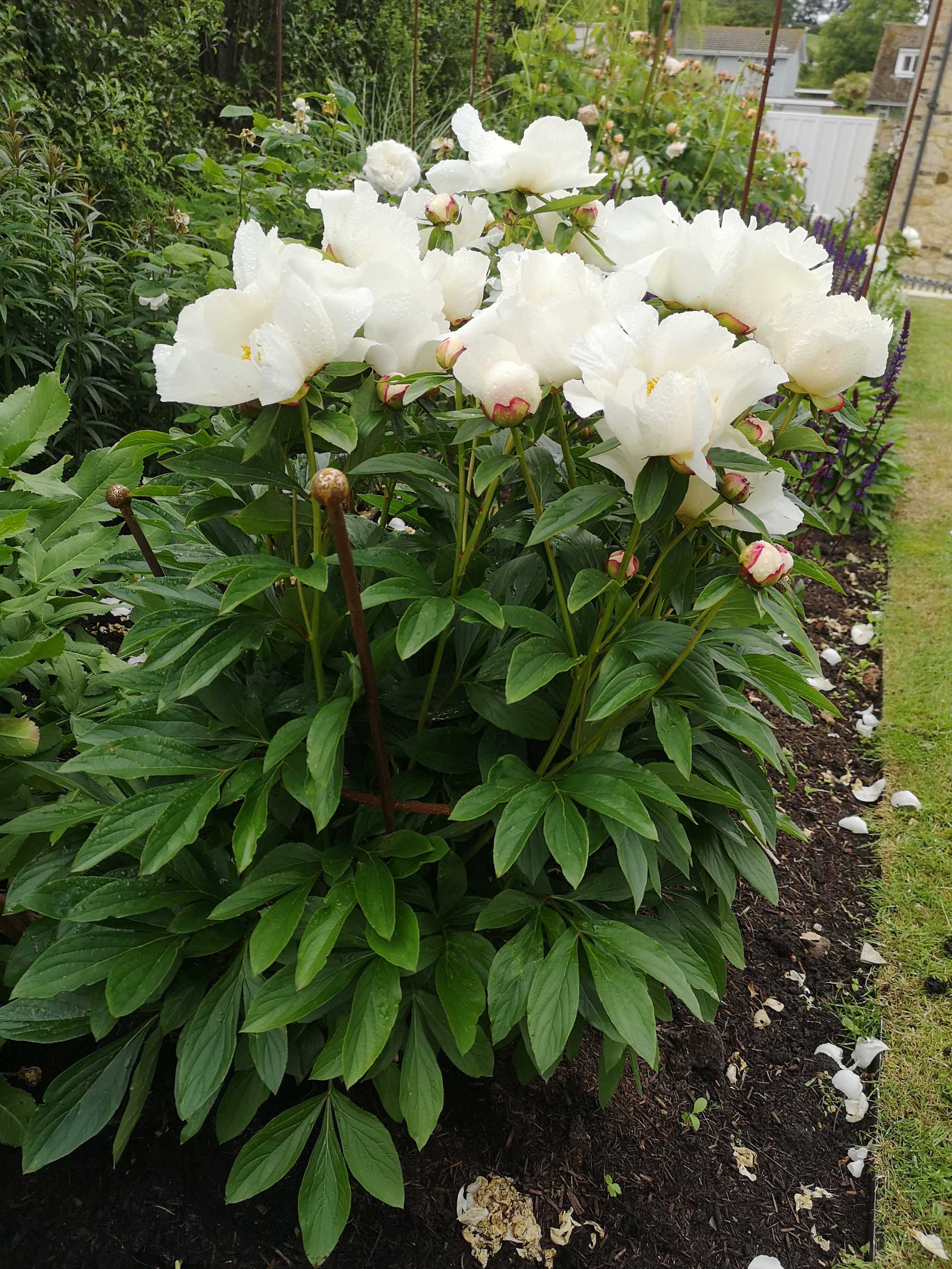 Small Peonies & Dahlias Plant Supports